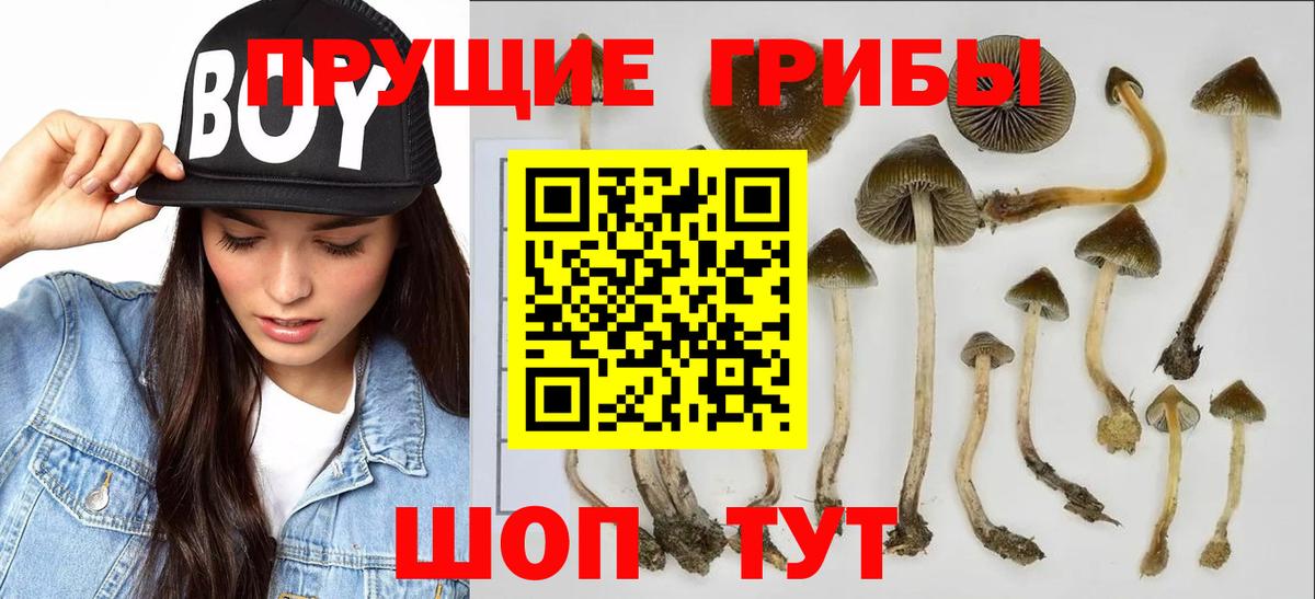 Псилоцибиновые грибы мицелий Обнинск